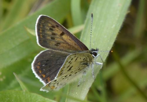 Lycaena tityrus